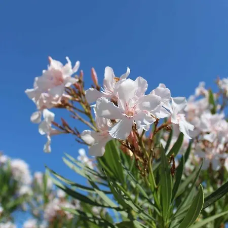 Su Petrosu Aparthotel *