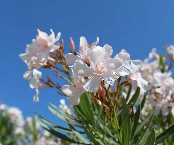 Su Petrosu Lejlighedshotel *